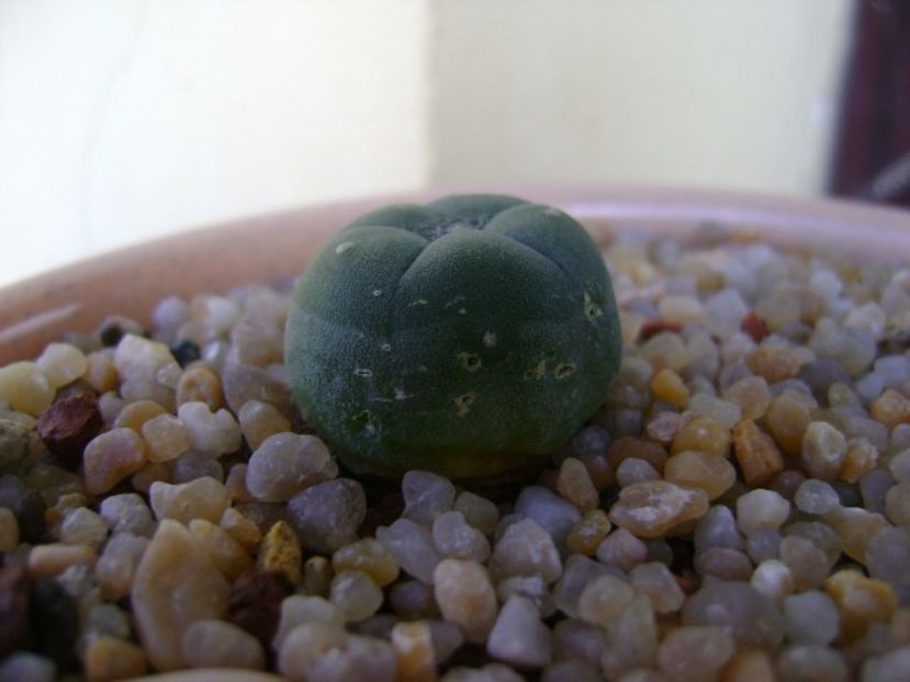 Lophophora lutea - Cactusi 2019