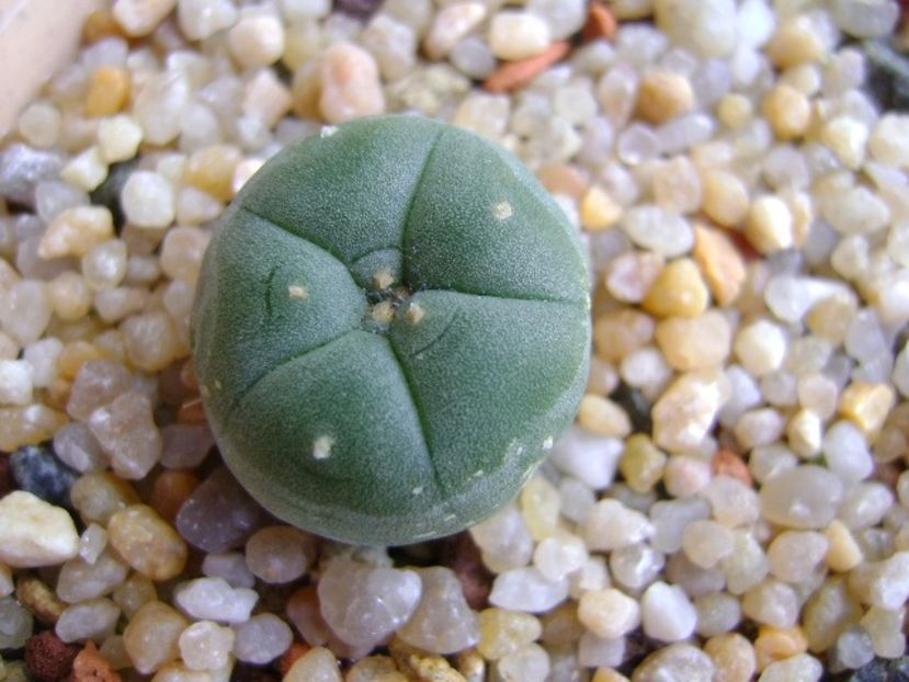 Lophophora lutea - Cactusi 2019