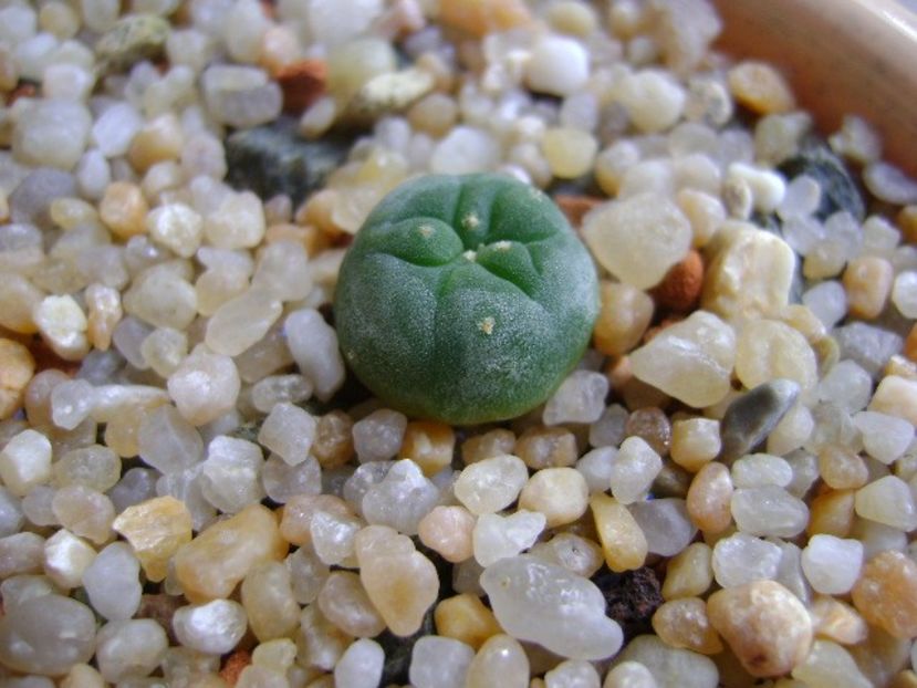 Lophophora diffusa v. Koehresii - Cactusi 2019