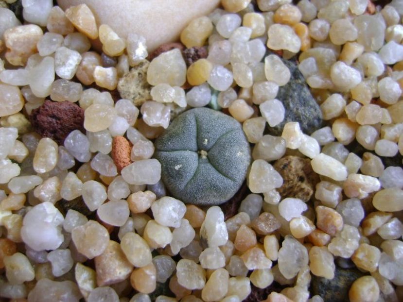 Lophophora williamsii v. texana - Cactusi 2019