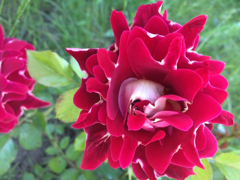 Mystique ruffles - Trandafiri