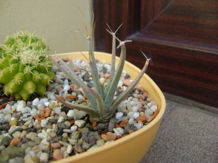 Leuchtembergia principis v. trachythele - Cactusi 2019