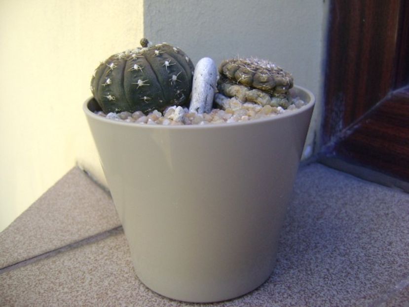 Gymnocalycium ragonesei, 2 ex. - Cactusi 2019 Gymnocalycium