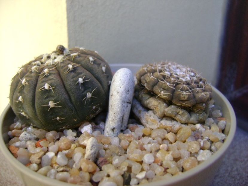 Gymnocalycium ragonesei - Cactusi 2019 Gymnocalycium