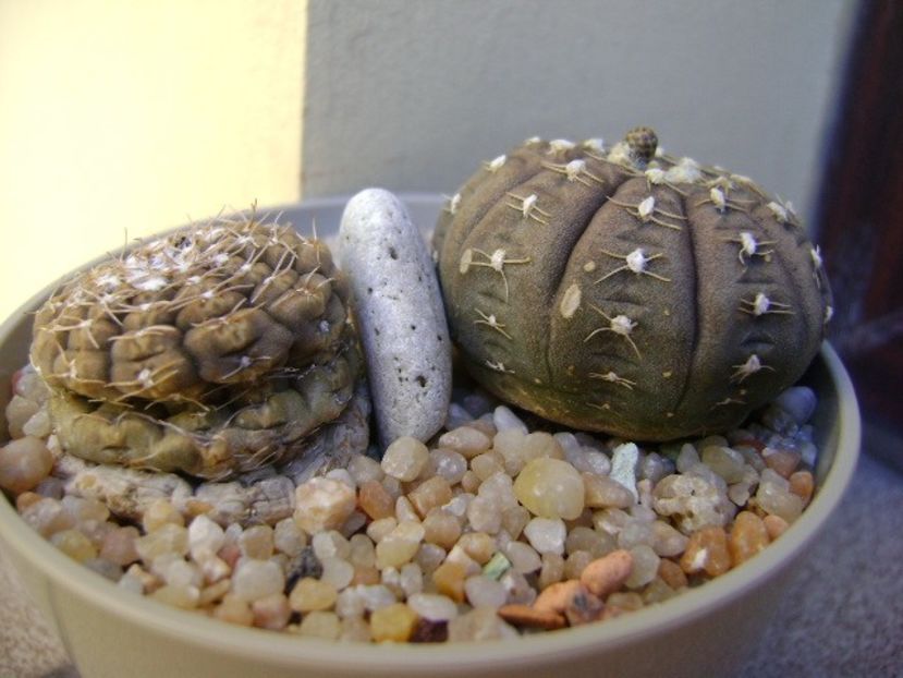 Gymnocalycium ragonesei - Cactusi 2019 Gymnocalycium