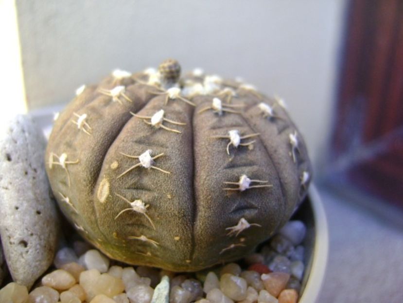 Gymnocalycium ragonesei - Cactusi 2019 Gymnocalycium