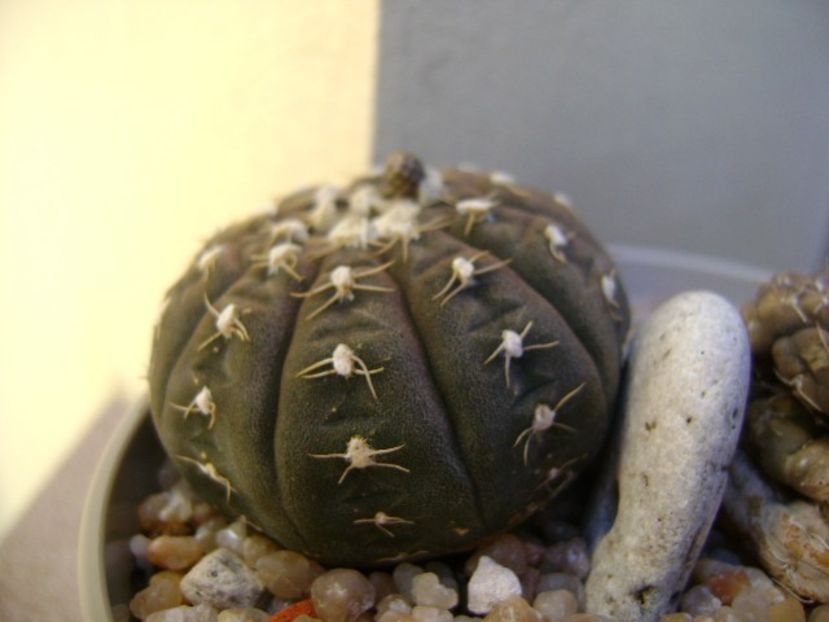 Gymnocalycium ragonesei - Cactusi 2019 Gymnocalycium