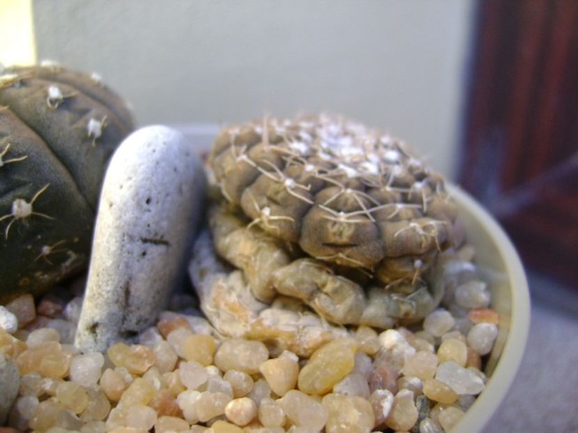 Gymnocalycium ragonesei - Cactusi 2019 Gymnocalycium