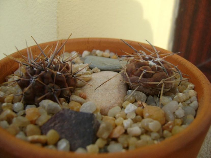 Grup de 2 Gymnocalycium - Cactusi 2019 Gymnocalycium
