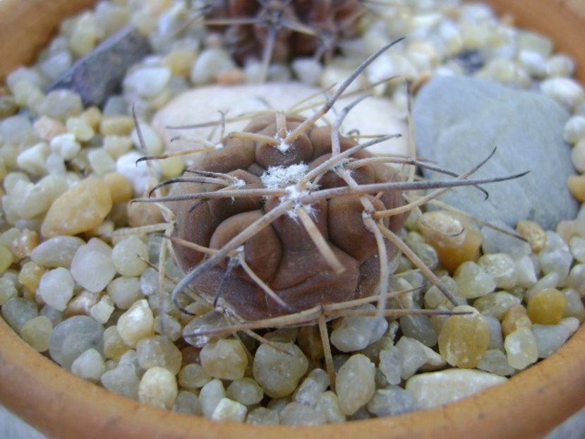 Gymnocalycium spegazzinii ssp. sarkae, KP54, San Felipe - Cactusi 2019 Gymnocalycium