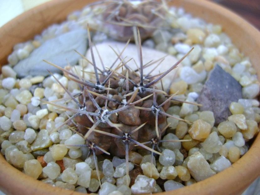 Gymnocalycium gibbosum v. nigrum - Cactusi 2019 Gymnocalycium