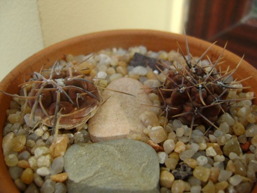 Grup de 2 Gymnocalycium - Cactusi 2019 Gymnocalycium
