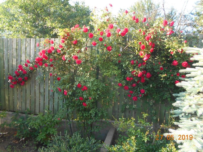  - 2Trandafiri 2019