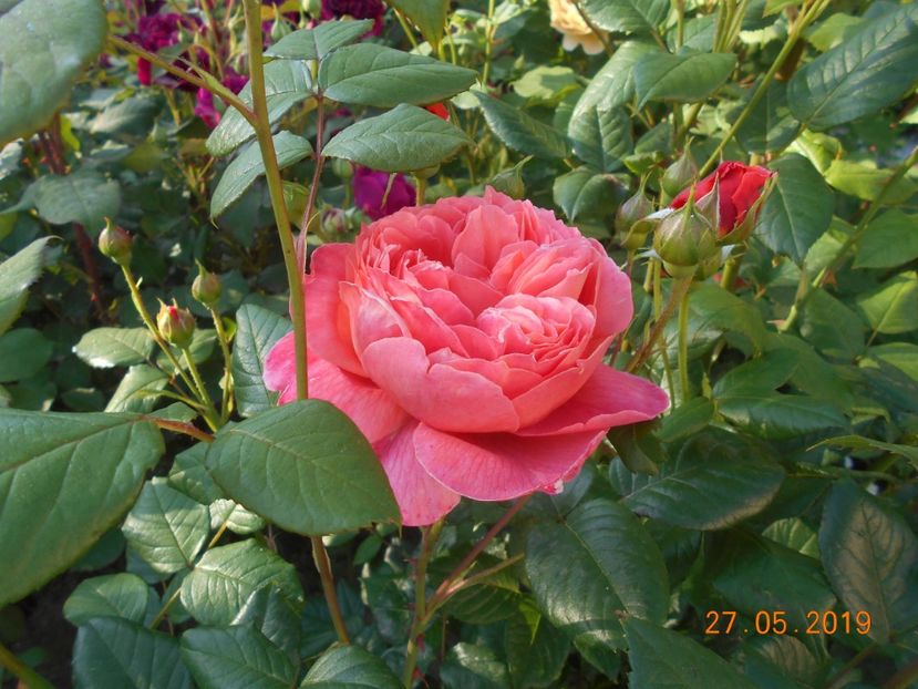  - 2Trandafiri 2019
