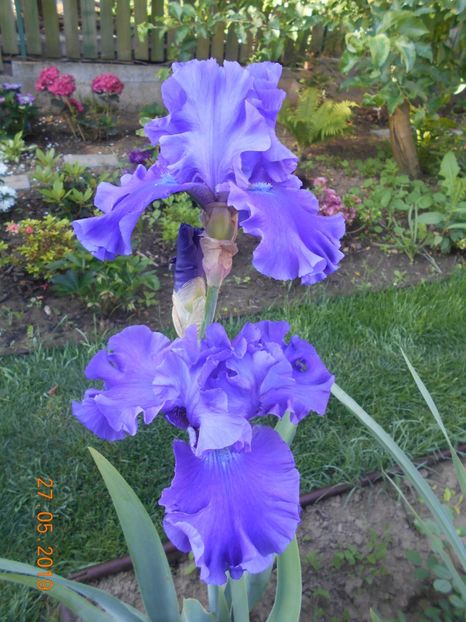 Indigo Princes - 2Irisi 2019