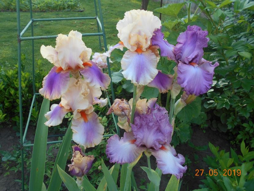 Colette Thurillet si Extravagant - 2Irisi 2019