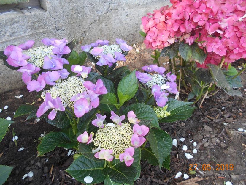 Hortensia Nizza - 2Azalee-rhododendroni-hortensii-hoste 2019