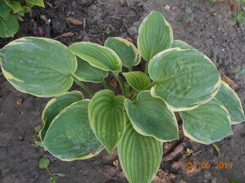  - 2Azalee-rhododendroni-hortensii-hoste 2019