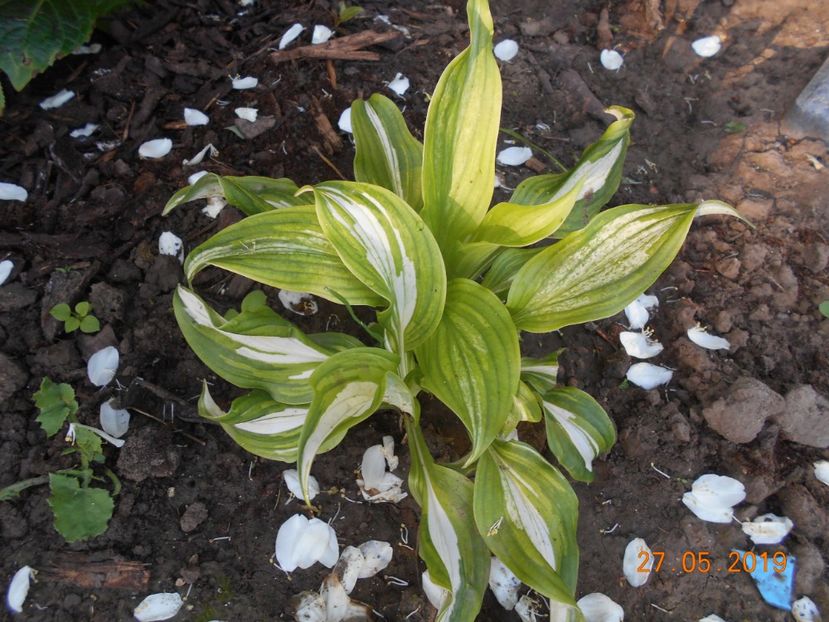  - 2Azalee-rhododendroni-hortensii-hoste 2019