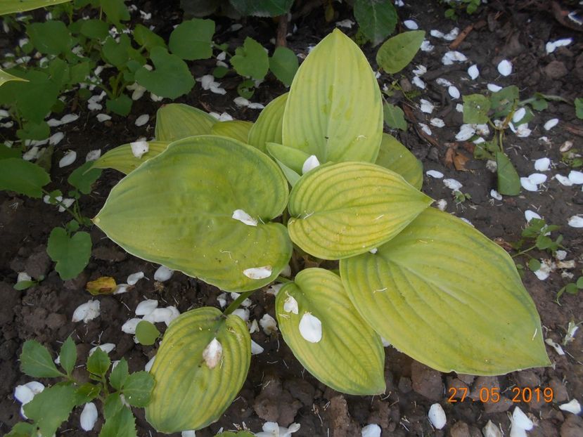  - 2Azalee-rhododendroni-hortensii-hoste 2019