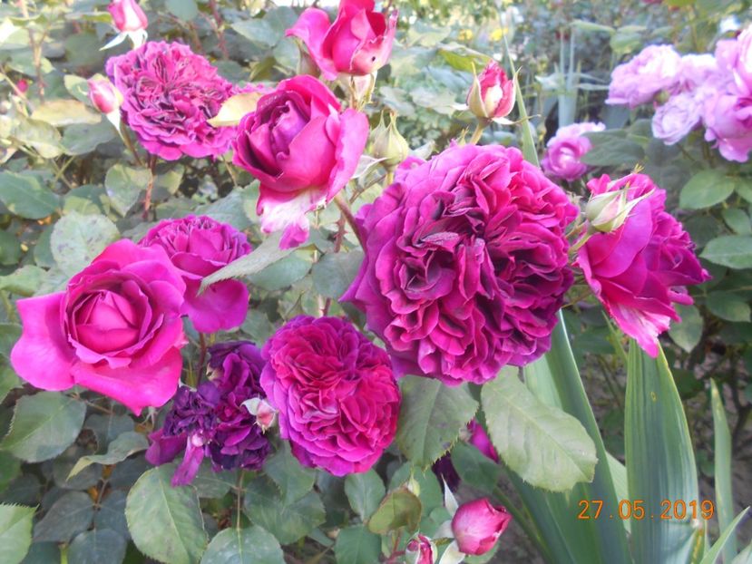  - 2Trandafiri 2019