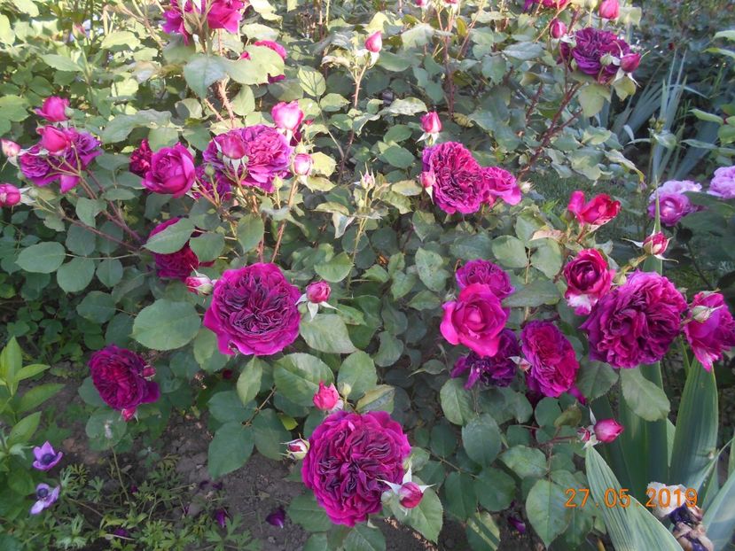  - 2Trandafiri 2019