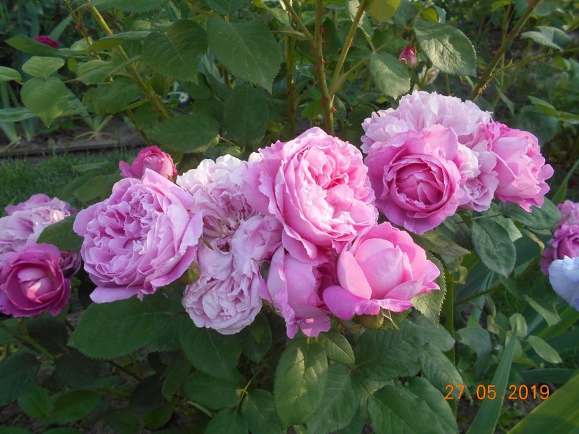  - 2Trandafiri 2019