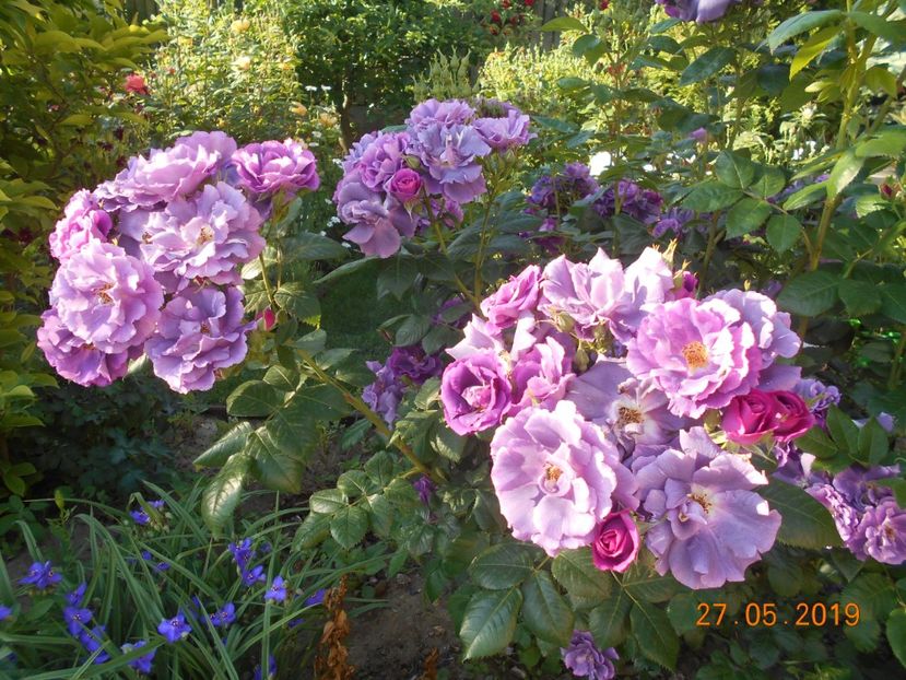  - 2Trandafiri 2019