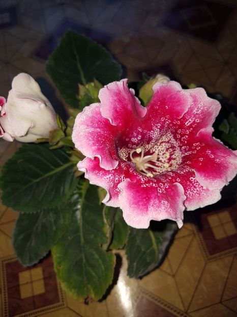  - GLOXINIA 2019