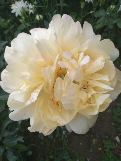 coral charm dupa  5 zile - Bujori 2019