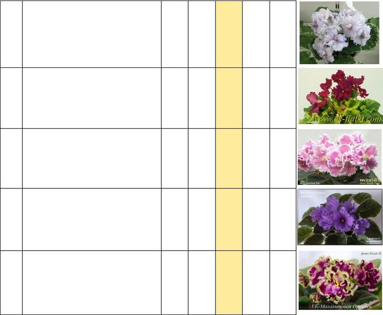 ek malachitiva orchidea - provizoriu