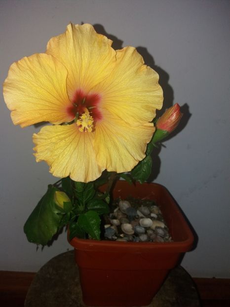  - Florile mele aprilie 2019