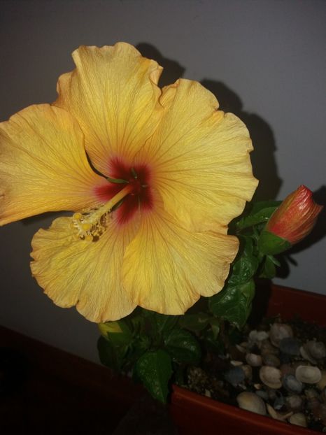  - Florile mele aprilie 2019