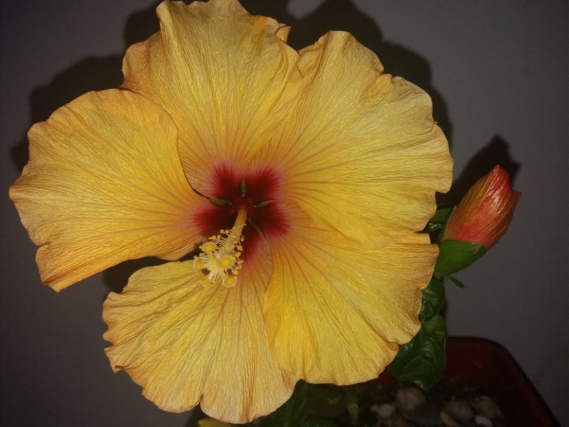  - Florile mele aprilie 2019