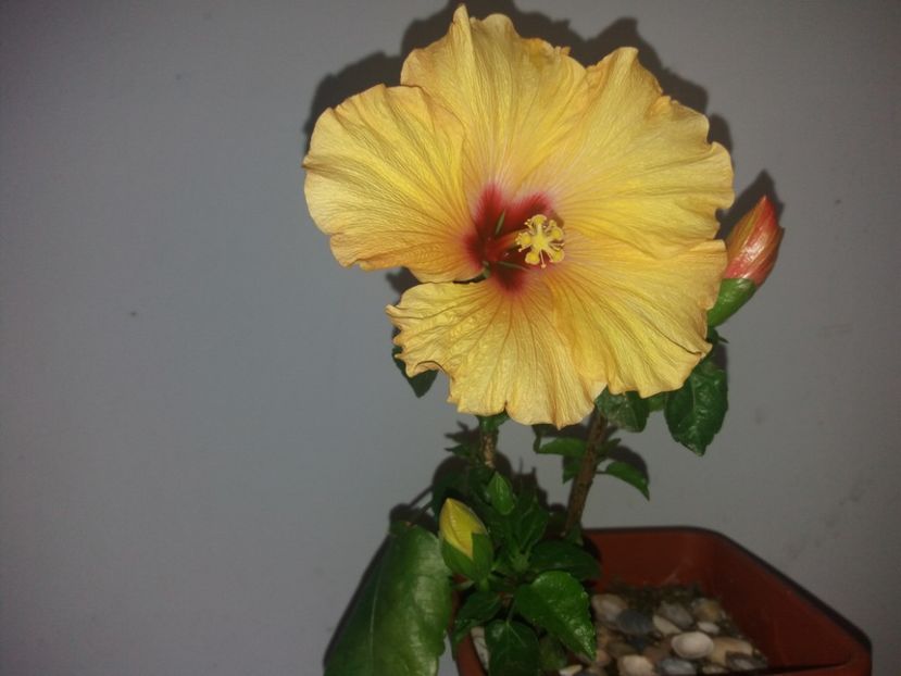  - Florile mele aprilie 2019