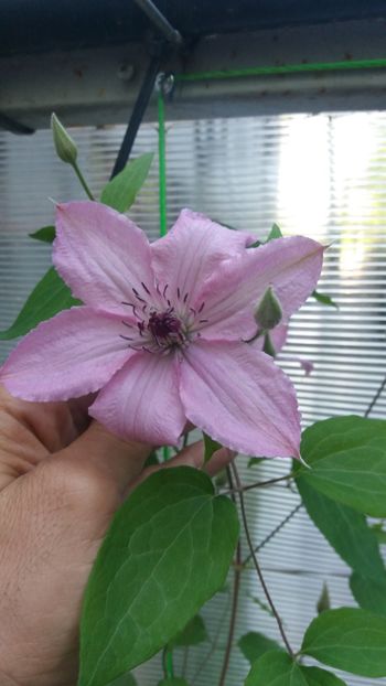 27 mai 2019 - Clematis