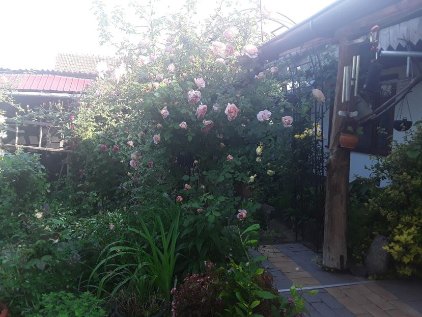  - Abraham Darby 2017 2018 2019 2020