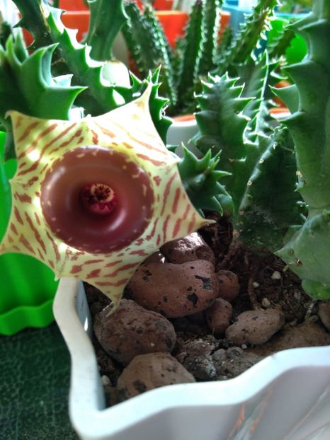 Huernia Zebrina - Stapelia-Orbea-Huernia