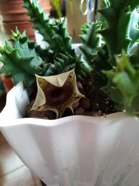 Huernia Zebrina - Stapelia-Orbea-Huernia