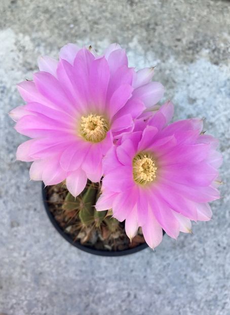 Acanthocalycium violaceum - Acanthocalycium violaceum