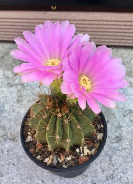 Acanthocalycium violaceum - Acanthocalycium violaceum