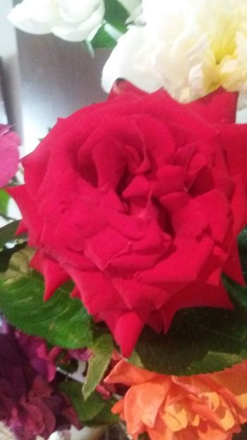 Ingrid Bergman - Gradina 2019