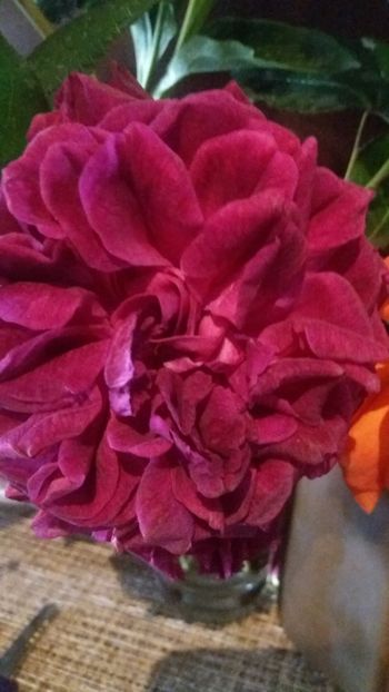 Munstead wood - Gradina 2019