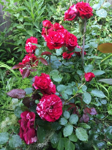 1BB04761-FFDD-4D79-A884-469742FC3CBF - Trandafiri 2019 II