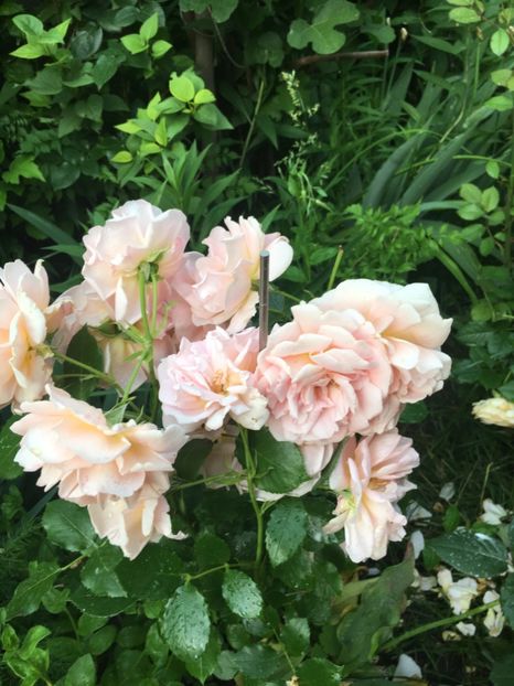 76090E42-AFDC-4D93-AF86-065DF1AECF18 - Trandafiri 2019 II