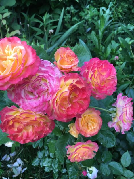 F7C5317C-E5A4-4B46-8C9A-D6DAD9F439C6 - Trandafiri 2019 II