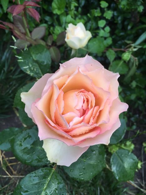 40B3054E-E9E7-4BEA-B16D-2D6DB18F2DE1 - Trandafiri 2019 II