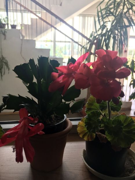 DDB1356E-20CF-437F-BB2B-77506E7543D7 - 2019