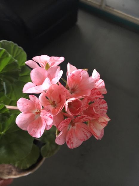 C871C625-C07A-4814-BB9B-A4627E3A08E5 - 2019