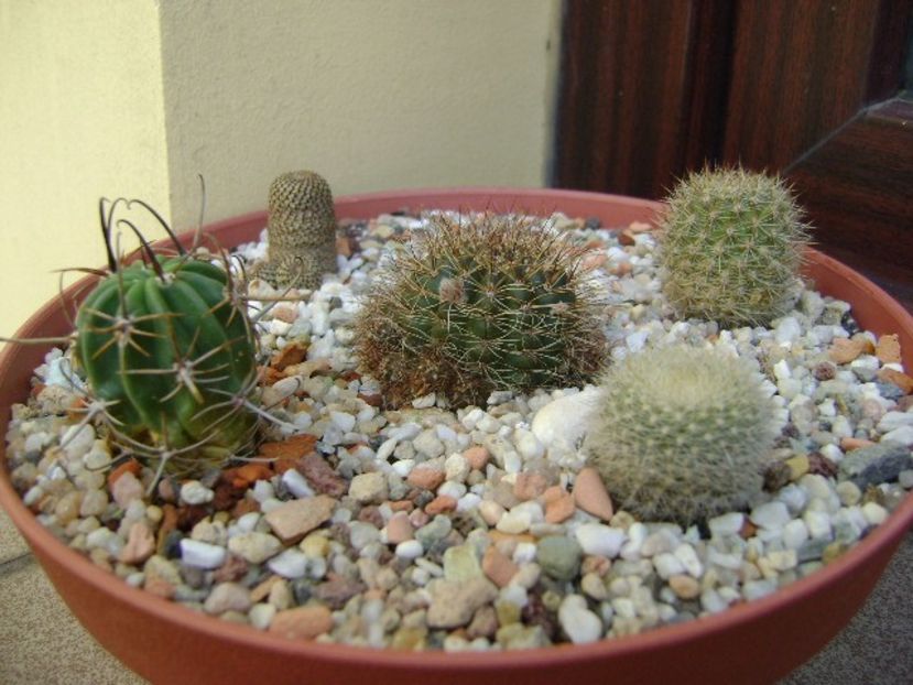 Grup de 5 cactusi - Cactusi 2019